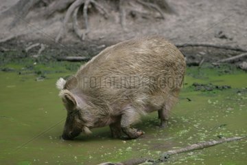 Weißer Wildschwein trinken in einem Waldteich Frankreich