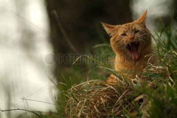 Cat yawning after having made a nap in grass