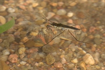 Water strider posed on the water surface France