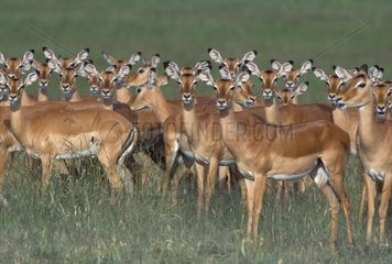Group females impala in savanna Masaï Mara Kenya