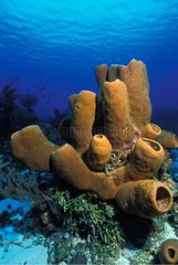 Tube Sponges Cozumel Palencar Yucatan Mexico