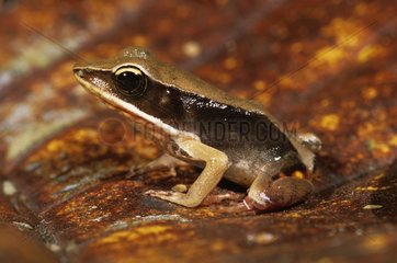 Brilliant Forest Frog Nicaragua