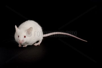 White mouse going on a black bottom