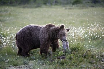 Brown bear feeling a piece of wood Finland