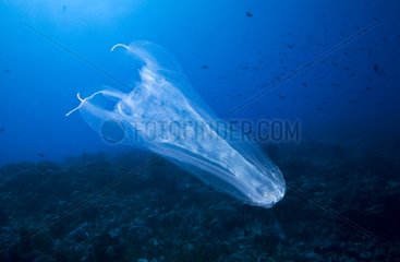 Jellyfish above the reef Tuamotu French Polynesia