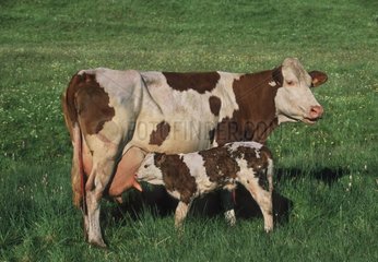 Vache Montbéliarde et son veau nouveau-né tétant au pré