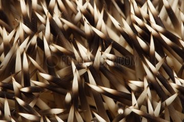 Spines of Western European hedgehog Spain