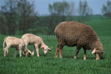 Brebis Mérinos et ses agneaux paissant au pré au printemps