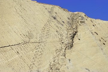 Footprints of various dinosaurs in a career Bolivia