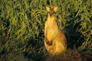 Agile Wallaby in Mary River National Park Australia