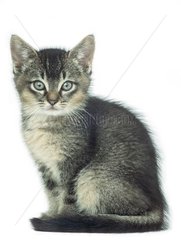 Porträt eines grauen Kätzchens mit blauen Augen