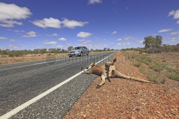 Male Red Kangaroo crashed on the road Australia