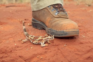 Shoe and Horned devil in the PN Uluru-Kata Tjuta Australia