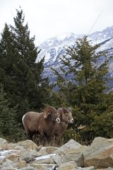 Bighorn Sheep Jasper NP Canada