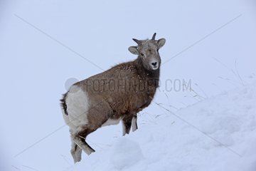 Female Bighorn Sheep in the Jasper NP Canada