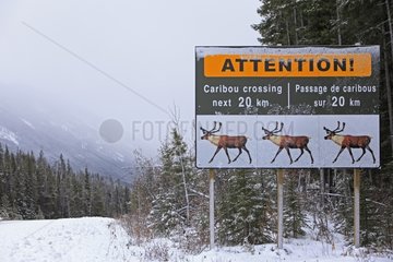 Control preventing the passage of Caribou Jasper NP Canada