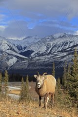 Female Bighorn Sheep in the Jasper NP Canada