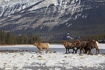Bighorn Sheeps in the Jasper NP Canada