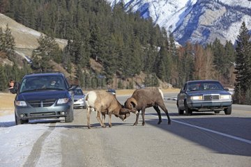 Bighorn Sheeps fighting on the road Jasper NP Canada