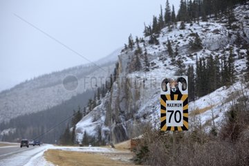 Sign indicating the passage of Bighorn Sheeps Canada