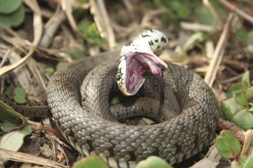 Grass Snake in a defensive attitude France