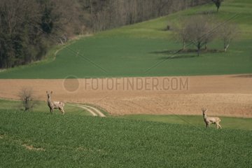 European Roe Deer in a field at spring France