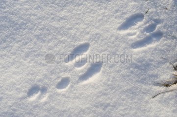 Track of rabbit in snow in winter