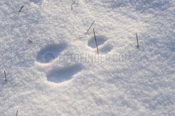 Track of rabbit in snow in winter