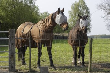 Horses with mosquito nets over their eyes Netherlands
