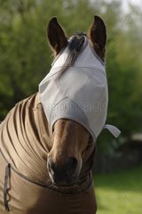 Horse with mosquito net over its eyes Netherlands