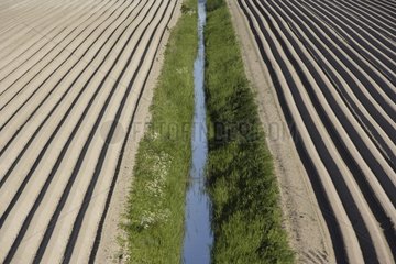 Furrows for planting potatoes Netherlands