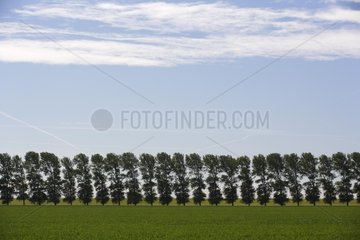 Row of trees in a polder Termunten Netherlands