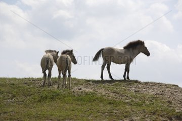 Konik horse with her foal Netherlands
