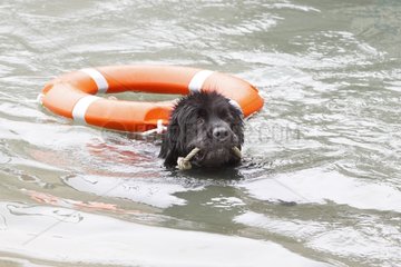 Dog Rescue Newfoundland practicing Erquy harbour France