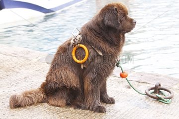 Dog Rescue Newfoundland seated Erquy harbour France