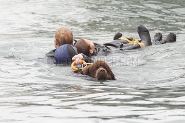 Dog Rescue Newfoundland exercise in Erquy harbour France