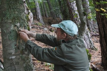 Marking a trunk before hammering Corsica France