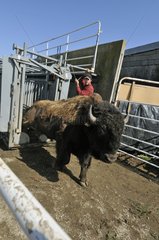 Male American bison out of the cage after treatment France