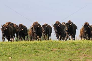 American bison males running Bison Ranch France