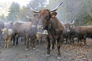 Transhumance of Salers cows in autumn Vosges France