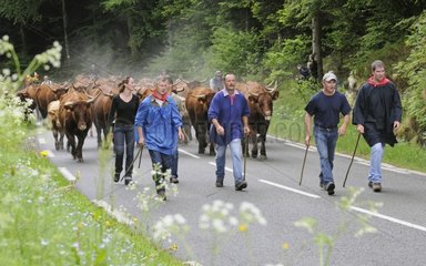 Transhumance of Salers cows in spring Vosges France