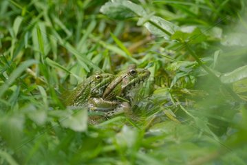 Coupling of green frogs in the water France