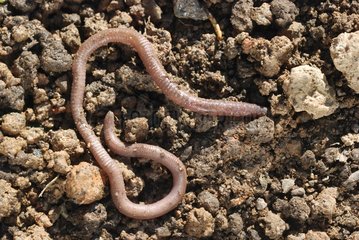 Earthworm on earth France