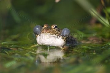 Marsh Frog singing in water Midi-Pyrenees France