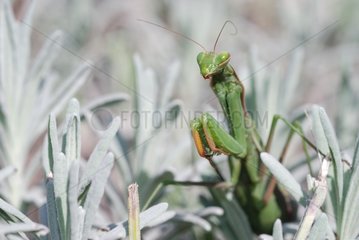 Praying Mantis in the foliage France