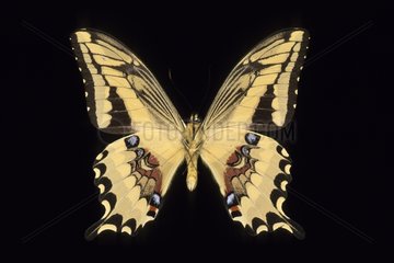 Butterfly Papilio Peru