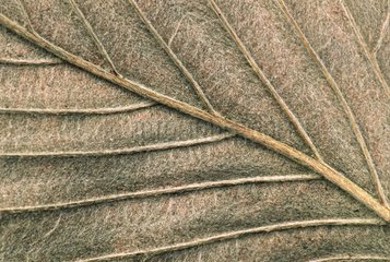 Detail of leaf's nevures