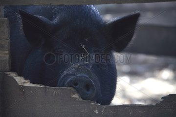 Portrait of black pig behind a wooden fence France