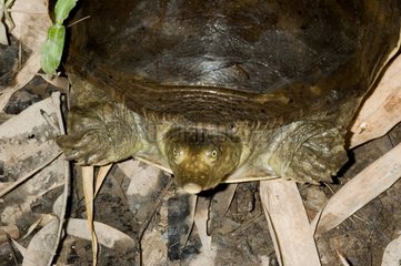 Senegal Flapshell Turtle on ground