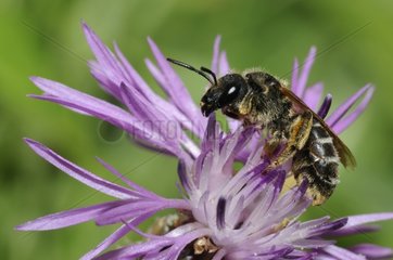 Sweat Bee on flower - Vosges du Nord France